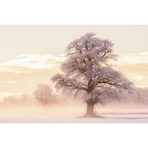 Winter Glow Black Modern Wood Framed Art Print by Van de Goor, Lars