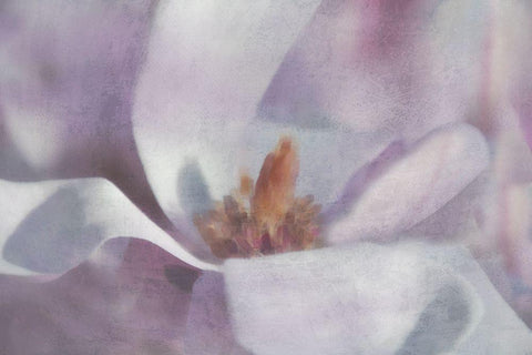 Magnolia Melody I White Modern Wood Framed Art Print with Double Matting by Weisz, Irene