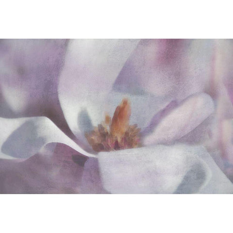 Magnolia Melody I Black Modern Wood Framed Art Print by Weisz, Irene