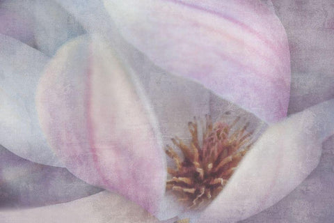 Magnolia Melody II White Modern Wood Framed Art Print with Double Matting by Weisz, Irene