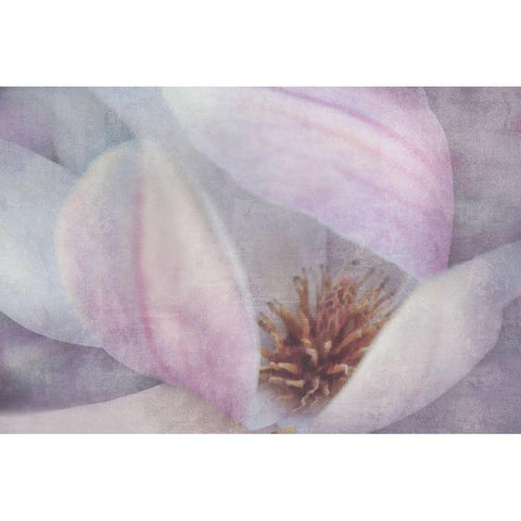 Magnolia Melody II Black Modern Wood Framed Art Print by Weisz, Irene