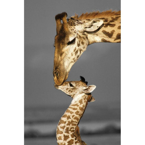 Masai Mara Giraffe White Modern Wood Framed Art Print by Delimont, Danita