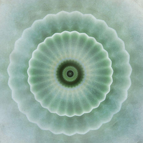 Kaleidoscope Succulent I White Modern Wood Framed Art Print with Double Matting by Weisz, Irene