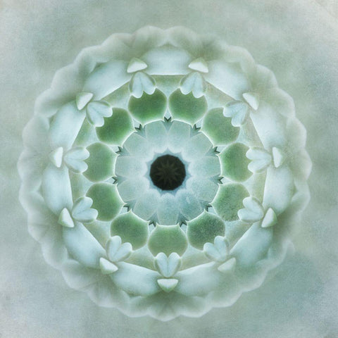 Kaleidoscope Succulent II Gold Ornate Wood Framed Art Print with Double Matting by Weisz, Irene