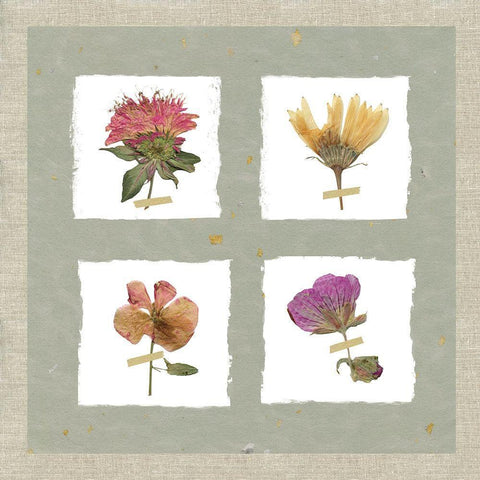 Pressed Blooms II White Modern Wood Framed Art Print with Double Matting by Robinson, Carol