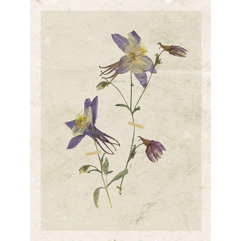 Pressed Columbine Black Modern Wood Framed Art Print by Robinson, Carol