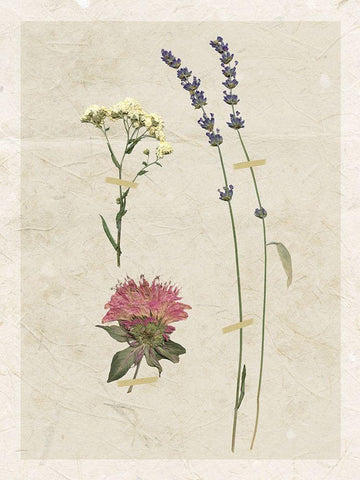 Pressed Lavender I White Modern Wood Framed Art Print with Double Matting by Robinson, Carol