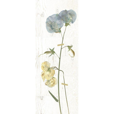 Pressed Sweetpea I Gold Ornate Wood Framed Art Print with Double Matting by Robinson, Carol