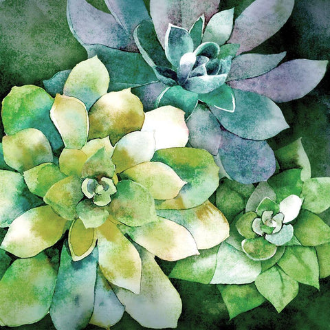 Summer Succulents Black Ornate Wood Framed Art Print with Double Matting by Knutsen, Conrad