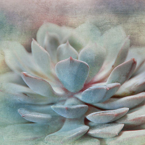 Pastel Succulent I White Modern Wood Framed Art Print by Weisz, Irene