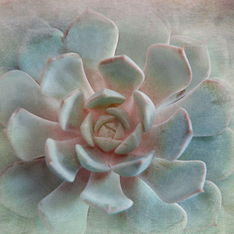 Pastel Succulent II Black Modern Wood Framed Art Print by Weisz, Irene