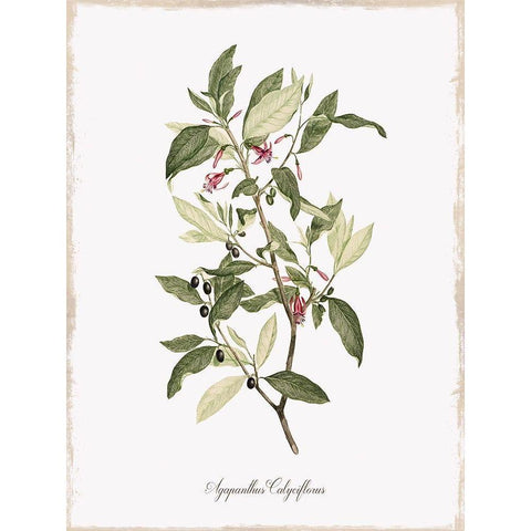 Botanical White Modern Wood Framed Art Print by Donovan, Kelly