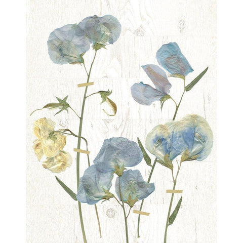 Blue Sweet Peas I Gold Ornate Wood Framed Art Print with Double Matting by Robinson, Carol