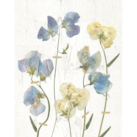 Blue Sweet Peas II White Modern Wood Framed Art Print by Robinson, Carol