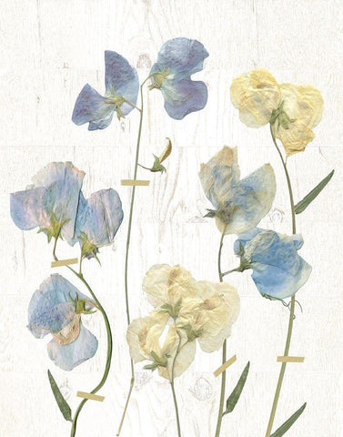 Blue Sweet Peas II White Modern Wood Framed Art Print with Double Matting by Robinson, Carol