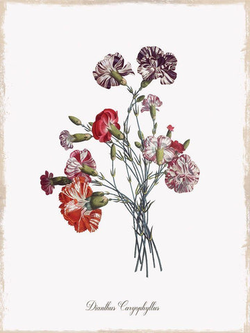 Botanical Carnation White Modern Wood Framed Art Print with Double Matting by Donovan, Kelly