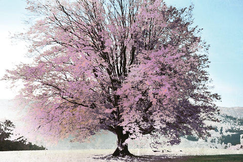 Season of Spring White Modern Wood Framed Art Print with Double Matting by Weisz, Irene