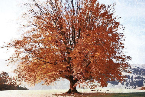 Season of Fall White Modern Wood Framed Art Print with Double Matting by Weisz, Irene