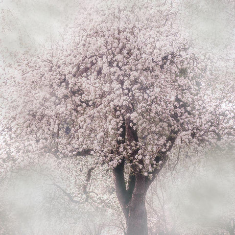 Blossoms of Spring III Black Modern Wood Framed Art Print with Double Matting by Weisz, Irene