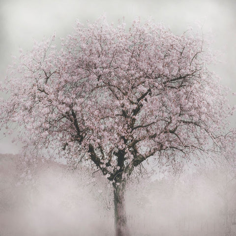 Blossoms of Spring IV White Modern Wood Framed Art Print with Double Matting by Weisz, Irene