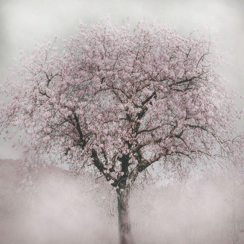 Blossoms of Spring IV Black Modern Wood Framed Art Print by Weisz, Irene