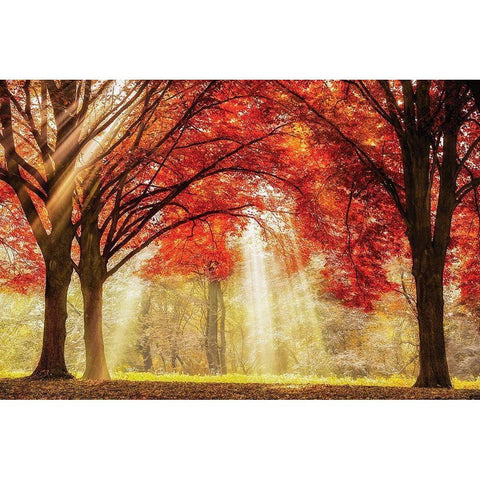 Everland Black Modern Wood Framed Art Print with Double Matting by Van de Goor, Lars
