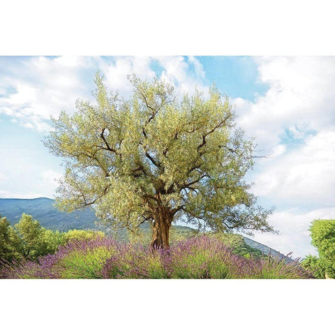 Olive Tree Gold Ornate Wood Framed Art Print with Double Matting by Van de Goor, Lars