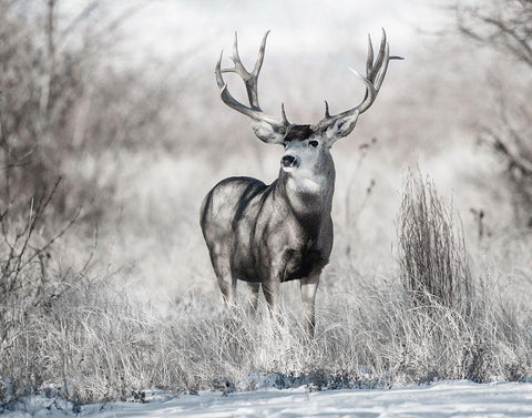 Rocky Mountain Black Ornate Wood Framed Art Print with Double Matting by Delimont, Danita