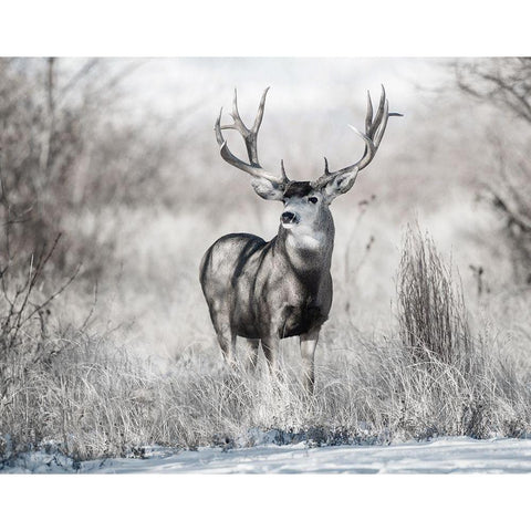 Rocky Mountain Gold Ornate Wood Framed Art Print with Double Matting by Delimont, Danita