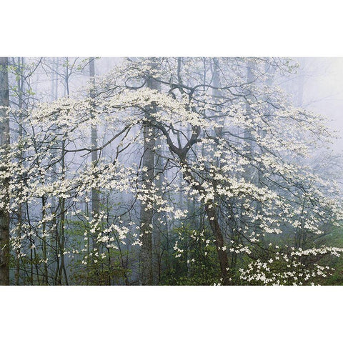 A. Jones _ Dogwood Canopy White Modern Wood Framed Art Print by Delimont, Danita