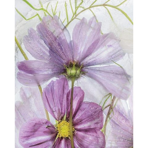 Frozen In Time I White Modern Wood Framed Art Print by Disher, Mandy