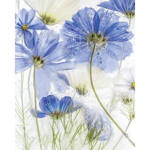 Frozen In Time II White Modern Wood Framed Art Print by Disher, Mandy