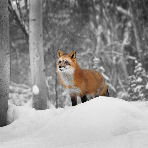 Snowy Sentinel Black Modern Wood Framed Art Print by Delimont, Danita