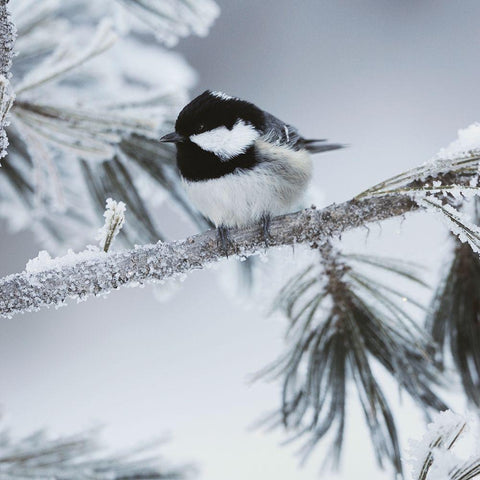 Frosty Perch Black Modern Wood Framed Art Print by Delimont, Danita