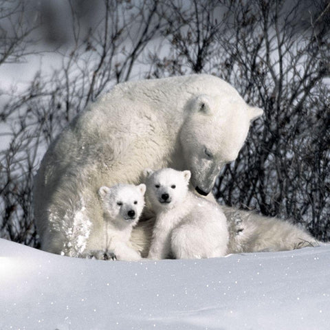 Winter Snuggle White Modern Wood Framed Art Print by Delimont, Danita