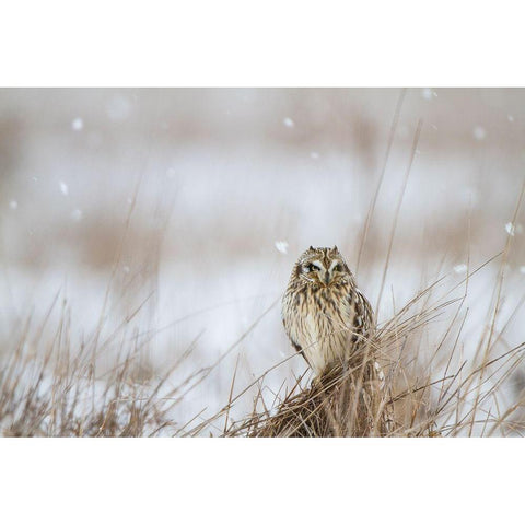 Prairie Winter White Modern Wood Framed Art Print by Delimont, Danita