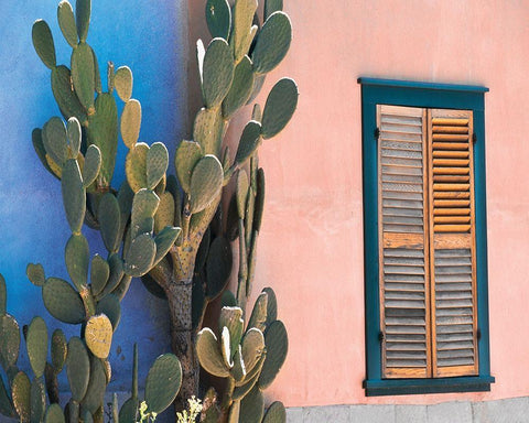 Cactus Profile Black Ornate Wood Framed Art Print with Double Matting by Delimont, Danita