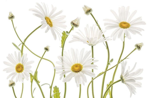 High Kew Daisies Black Ornate Wood Framed Art Print with Double Matting by Disher, Mandy