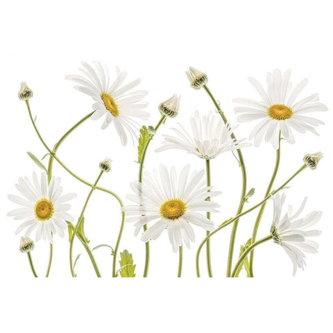 High Kew Daisies Black Modern Wood Framed Art Print by Disher, Mandy