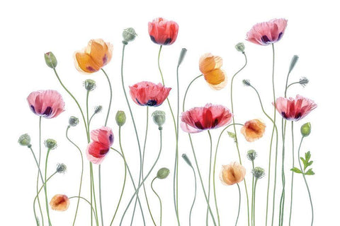 High Key Poppy White Modern Wood Framed Art Print with Double Matting by Disher, Mandy