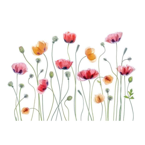 High Key Poppy Black Modern Wood Framed Art Print with Double Matting by Disher, Mandy