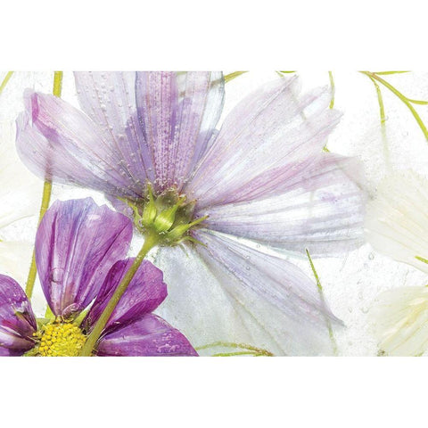 Frozen Floral I Black Modern Wood Framed Art Print by Disher, Mandy