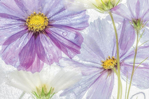 Frozen Floral II White Modern Wood Framed Art Print with Double Matting by Disher, Mandy
