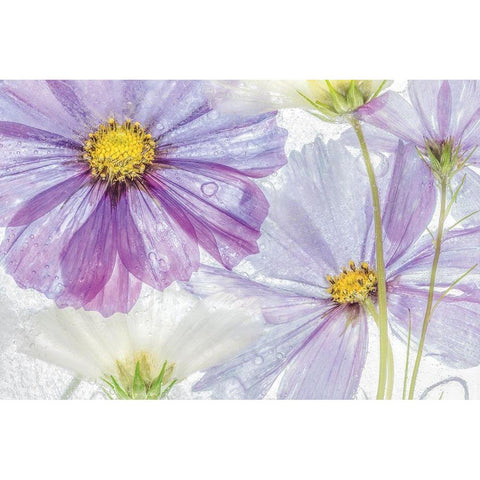 Frozen Floral II Black Modern Wood Framed Art Print by Disher, Mandy