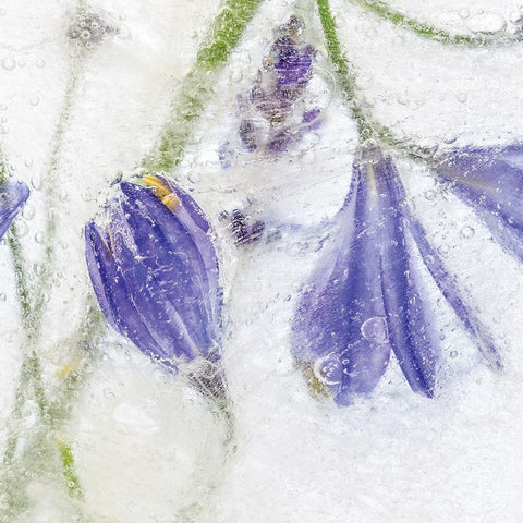 Frozen Floral III Black Modern Wood Framed Art Print by Disher, Mandy