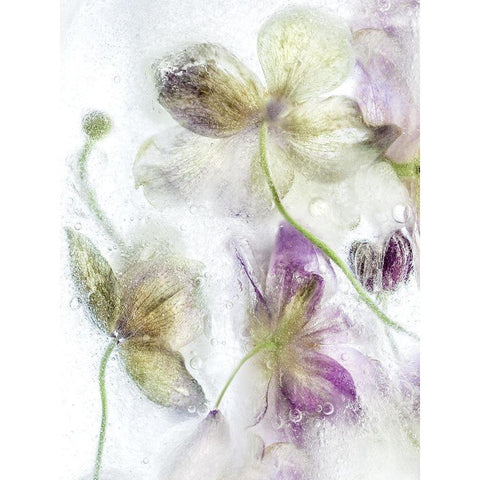 Frozen Floral IV Gold Ornate Wood Framed Art Print with Double Matting by Disher, Mandy