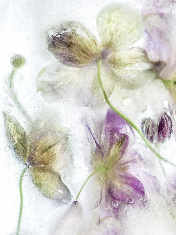 Frozen Floral IV White Modern Wood Framed Art Print with Double Matting by Disher, Mandy