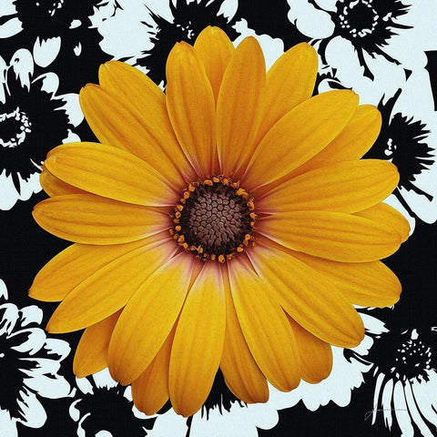 Black and Bloom Black Modern Wood Framed Art Print by Burghardt, James