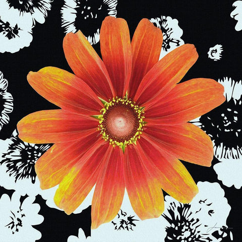 Black and Bloom White Modern Wood Framed Art Print by Burghardt, James