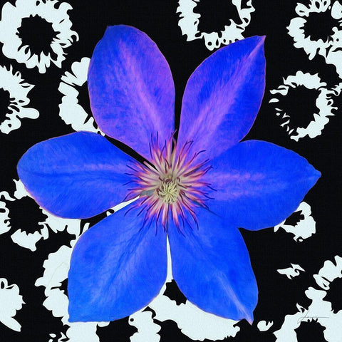 Black and Bloom White Modern Wood Framed Art Print by Burghardt, James